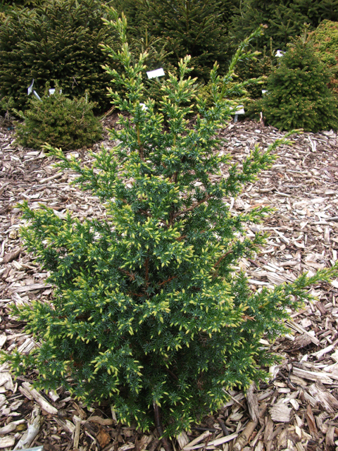 Juniperus chinensis 'Filips Silvery Blue'